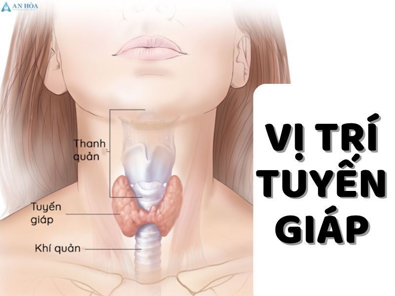 Tuyến giáp nằm ở vị trí nào